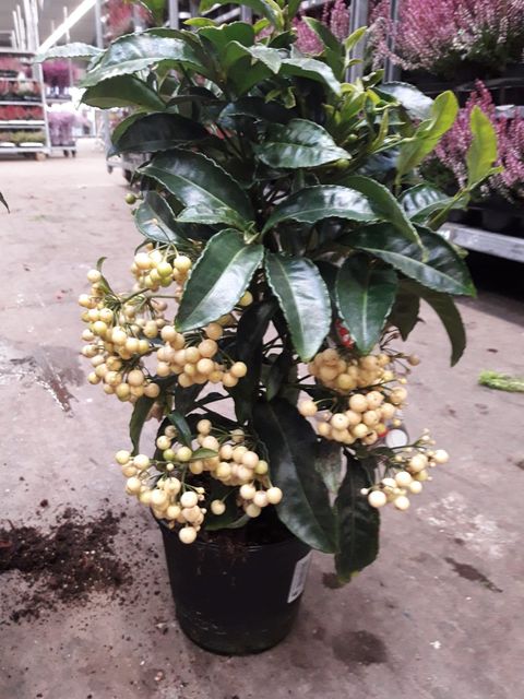 Ardisia crenata