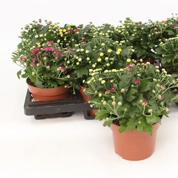 Chrysanthemum ROSANNA CARNEVAL MIX