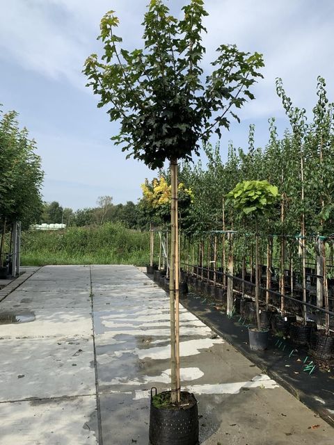 Acer platanoides 'Globosum'