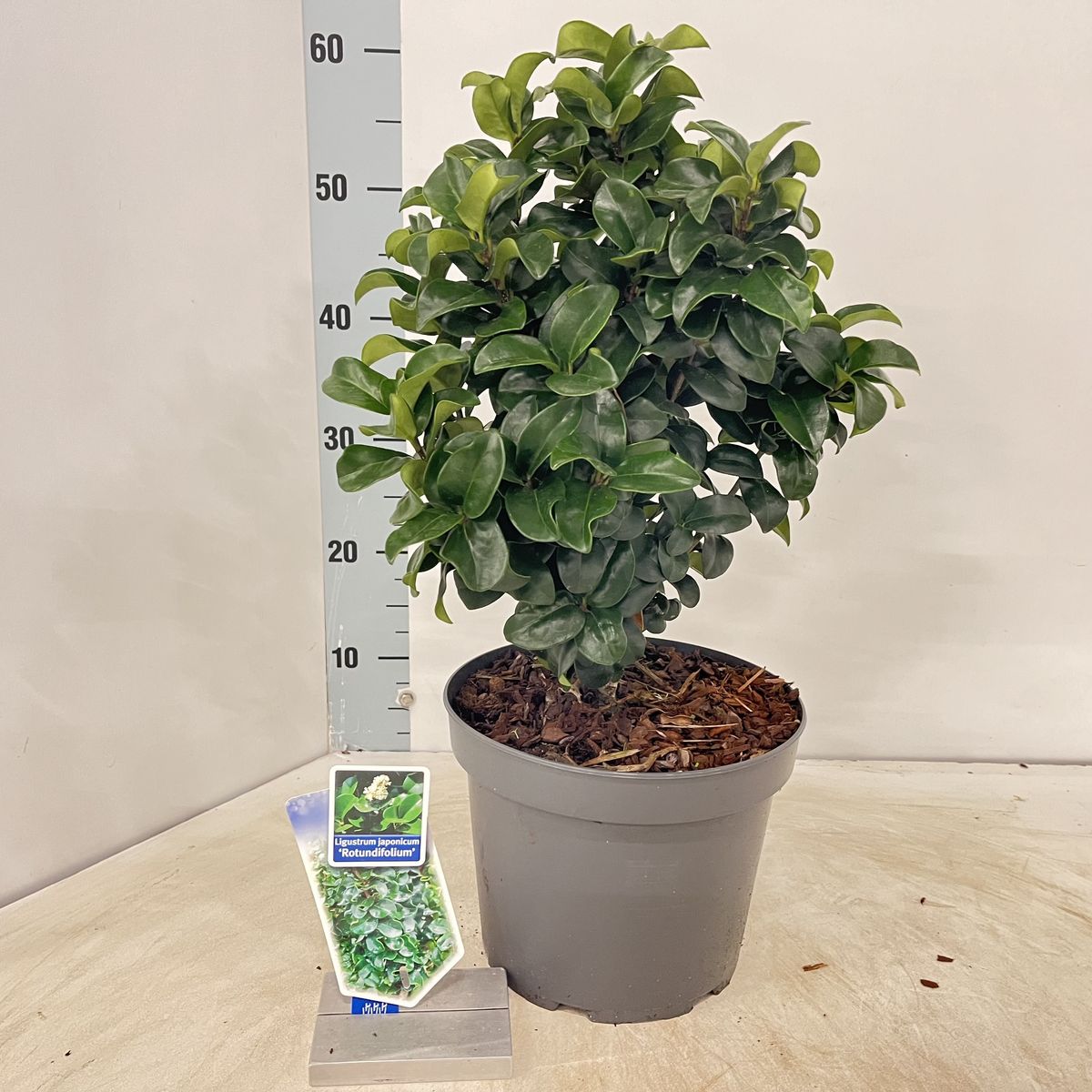 Ligustrum japonicum 'Rotundifolium'  Plant Wholesale FlorAccess