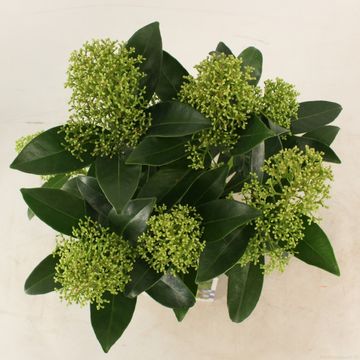 Skimmia japonica 'Fragrant Cloud'