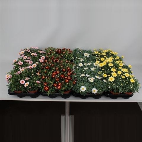 Argyranthemum frutescens MIX