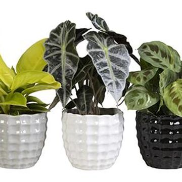 Houseplants MIX