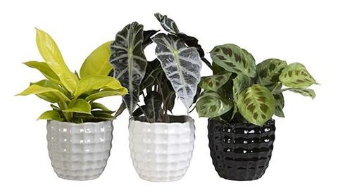 Plantes d'interieur MIX