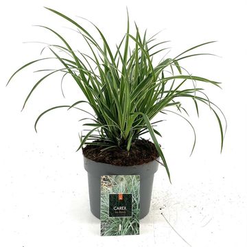 Carex morrowii 'Ice Dance'