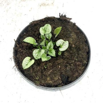 Brunnera macrophylla 'Looking Glass'