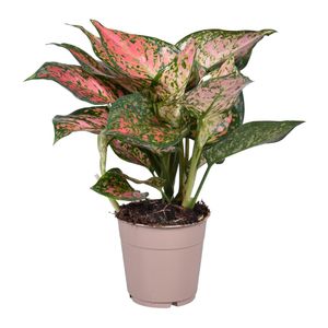 Aglaonema SPOTTED STAR