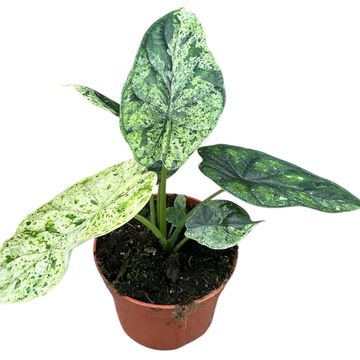Alocasia 'Dragon Scale Mint'