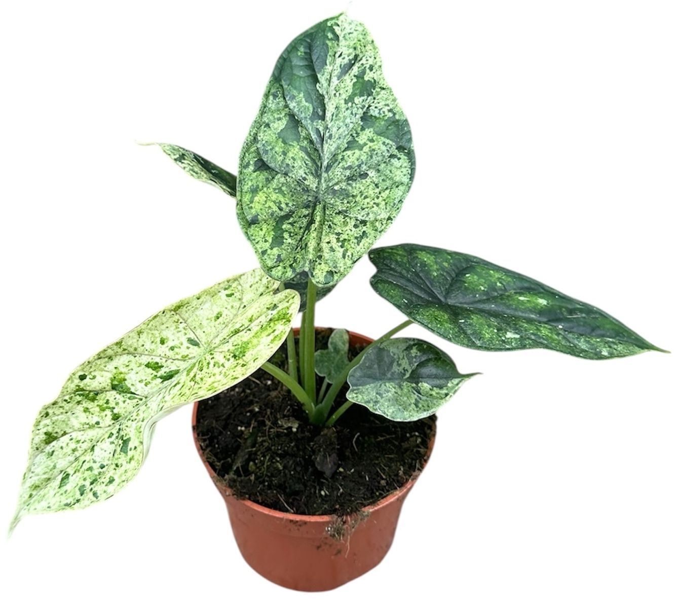 100%新品，品質保証 Alocasia Dragon Scale Mint Variegatedアロカシア