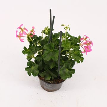 Pelargonium 'Decora Lila'