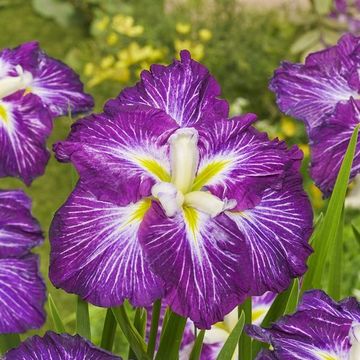 Iris ensata DINNER PLATE PLATE JELL O