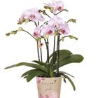 Phalaenopsis JEWEL PINK