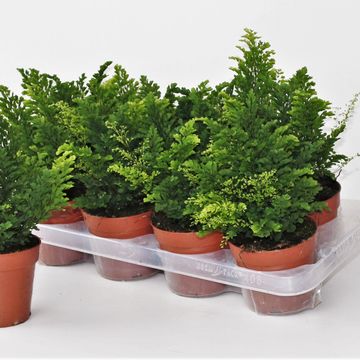 Adiantum raddianum 'Lisa'