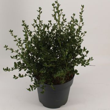 Ceanothus impressus 'Victoria'