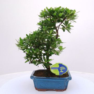 Ilex crenata