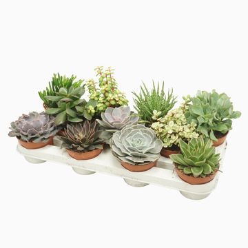 Succulents MIX