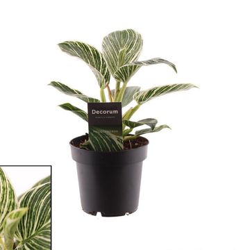 Philodendron BIRKIN / WHITE MEASURE