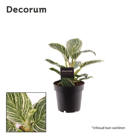 Philodendron BIRKIN / WHITE MEASURE