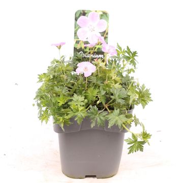 Geranium sanguineum FRIVOLIUS LILAC