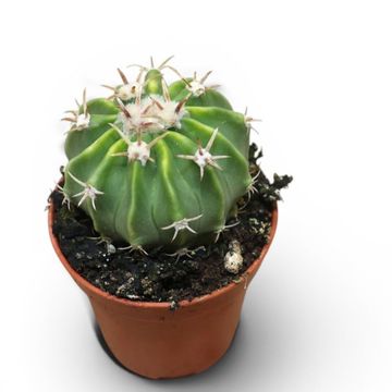 Echinocactus grusonii 'Albispina'