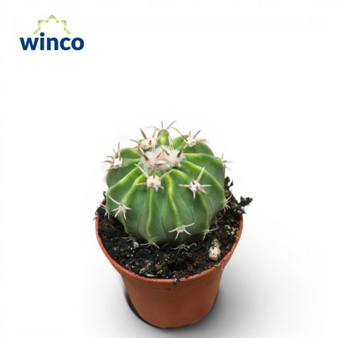 Echinocactus grusonii 'Albispina'