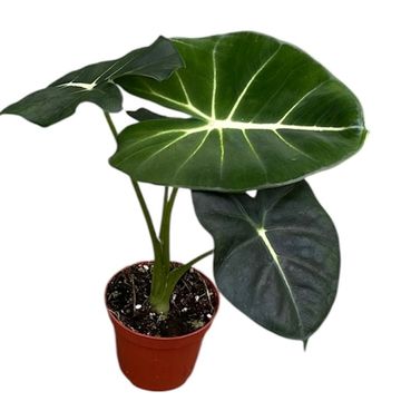 Alocasia micholitziana ROUND TYPE