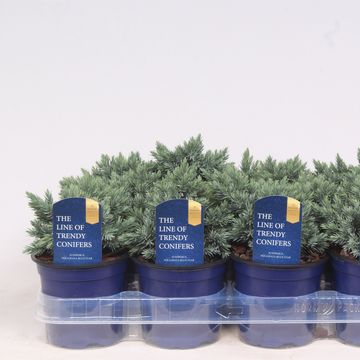 Juniperus squamata 'Blue Star'