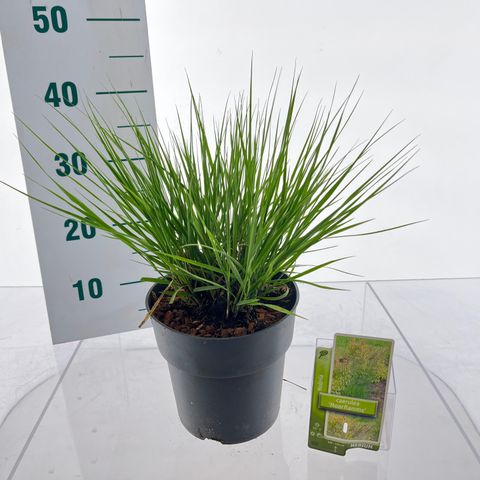 Molinia caerulea 'Moorflamme'