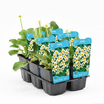 Caltha palustris alba