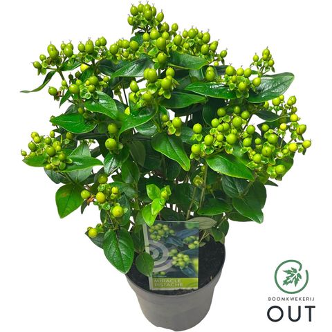 Hypericum MIRACLE PISTACHE