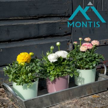 Ranunculus asiaticus SPRINKLES MIX