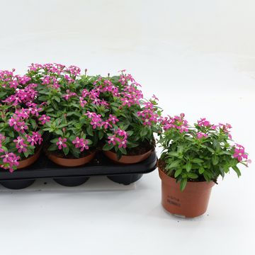 Catharanthus roseus SOIREE BUBBLE JOY PINK