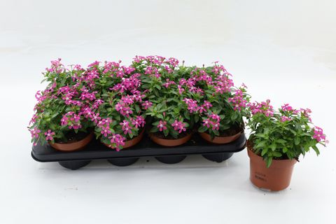 Catharanthus roseus SOIREE BUBBLE JOY PINK
