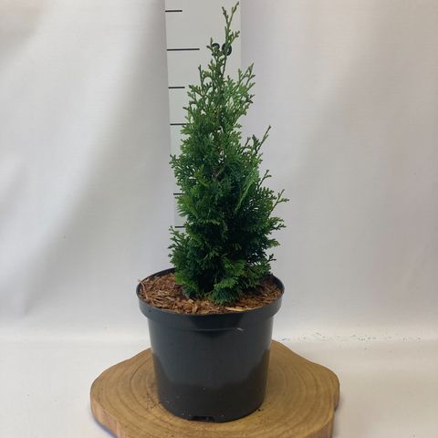 Thuja occidentalis 'Degroot's Spire'