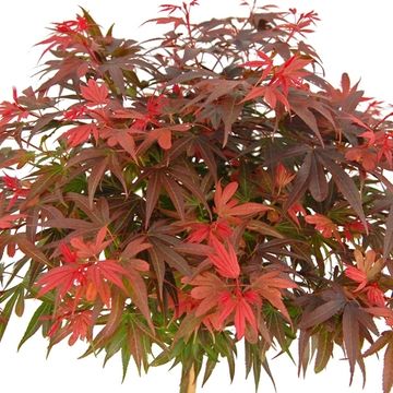 Acer palmatum 'Shaina'