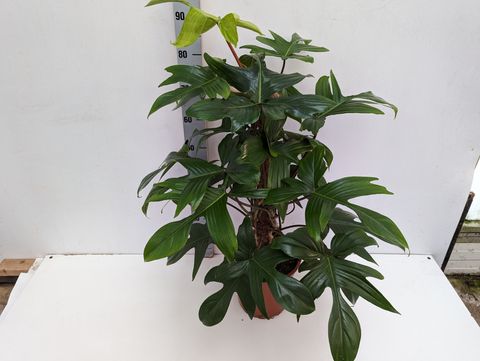 Philodendron FLORIDA GREEN