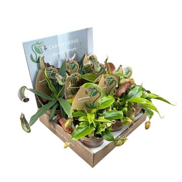 Nepenthes MIX
