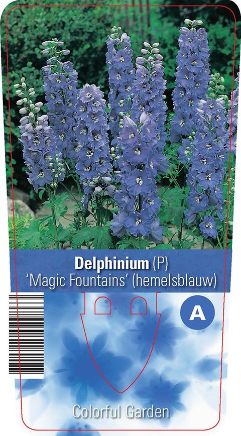 Delphinium 'Magic Fountains Sky Blue'