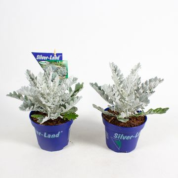 Jacobaea maritima 'Winter Whispers'