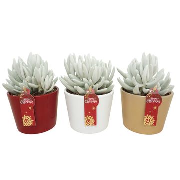 Senecio haworthii 'Mont Blanc'