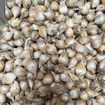 Iris reticulata 'J.S. Dijt'