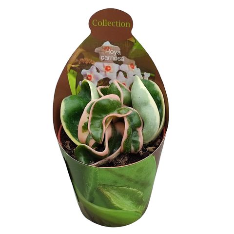 Hoya carnosa 'Compacta Variegata'