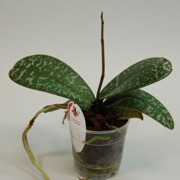 Phalaenopsis stuartiana