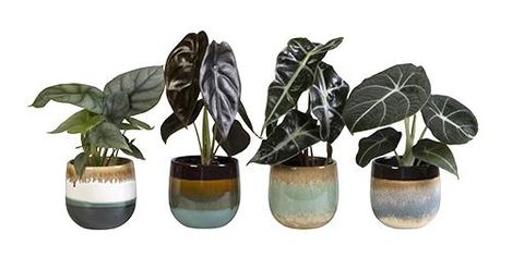 Алоказія MIX