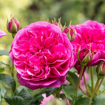 Rosa JAMES L. AUSTIN