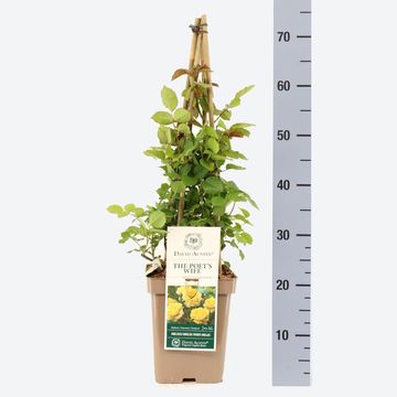 Rosa THE POET'S WIFE