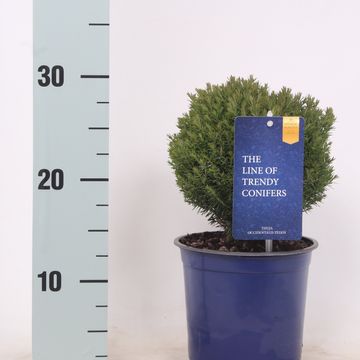 Thuja occidentalis 'Teddy'