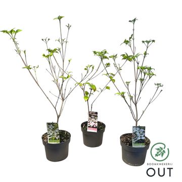 Cornus kousa MIX