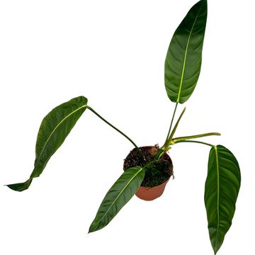 Philodendron patriciae