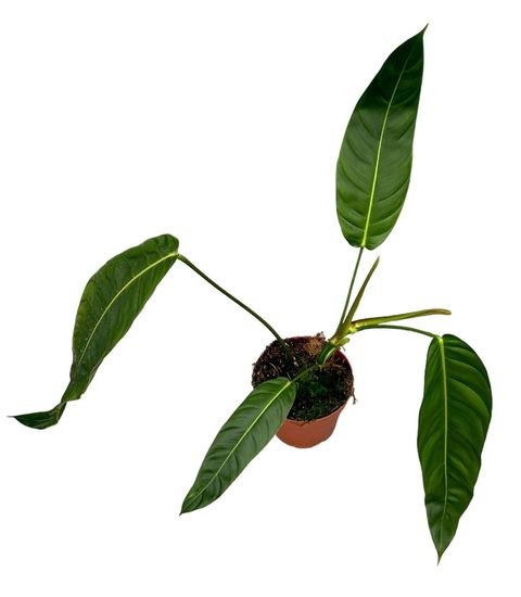 Philodendron patriciae